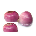 Chinese fresh small red onions lowest price